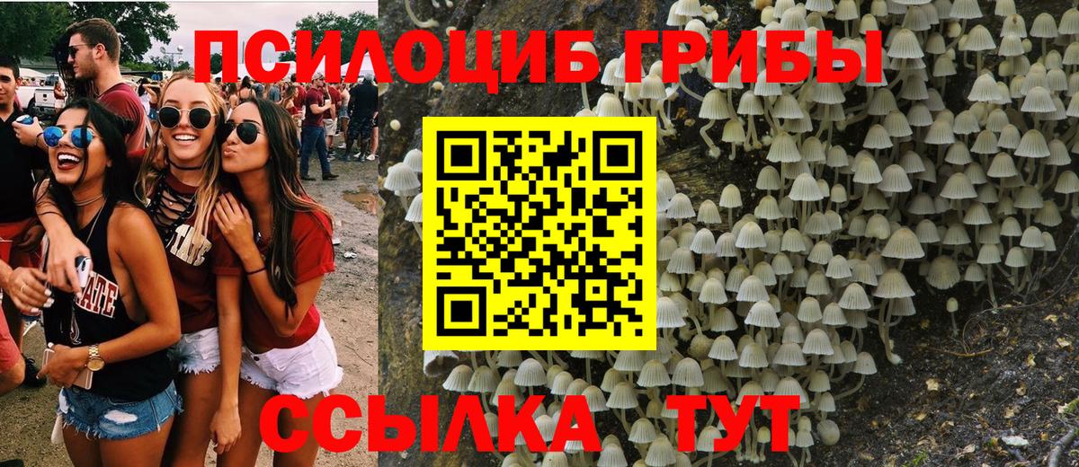 Красногорск  Псилоцибиновые грибы Psilocybe  Вход с VPN  Галлюциногенные грибы мицелий 